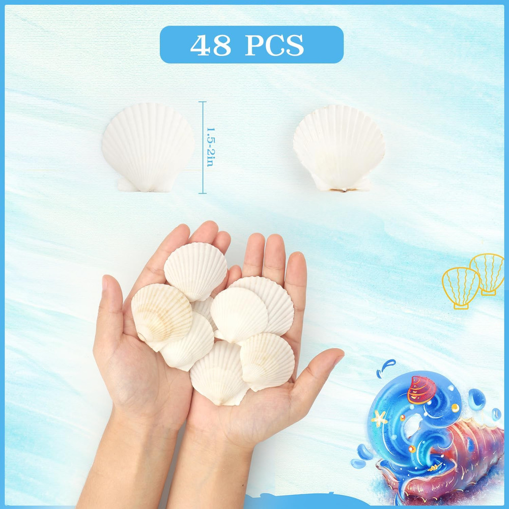 Scallop Shells Natural Seashell, 1.5" to 2" White Scallop Shells Small Seashells