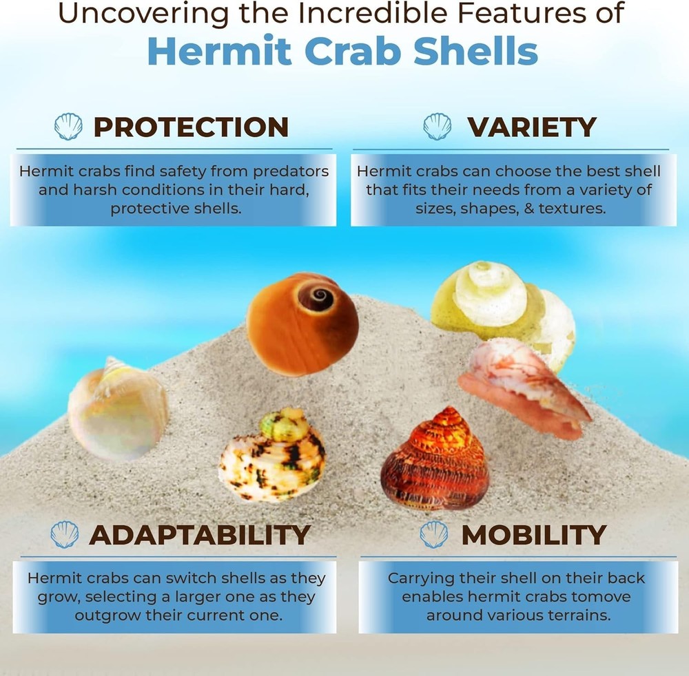 Hermit Crab Shells Medium and Large Growth Turbo Seashells 1” - 2” Shell