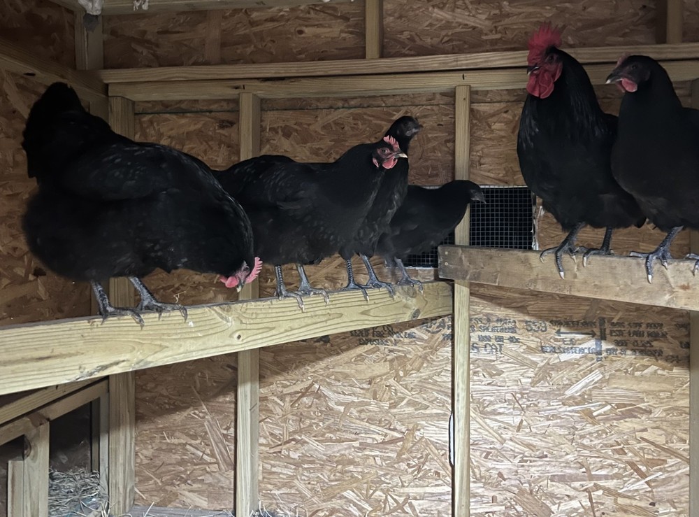 15 Black Australorp hatching eggs-pure bred-hatch now for Fall Laying Hens!