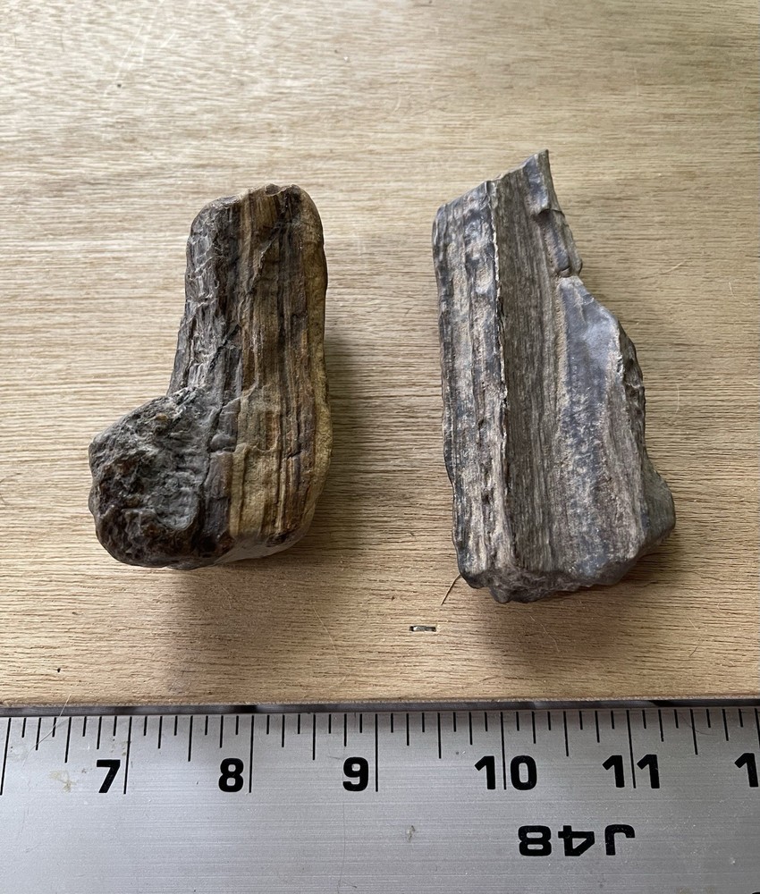 Petrified Wood Collection