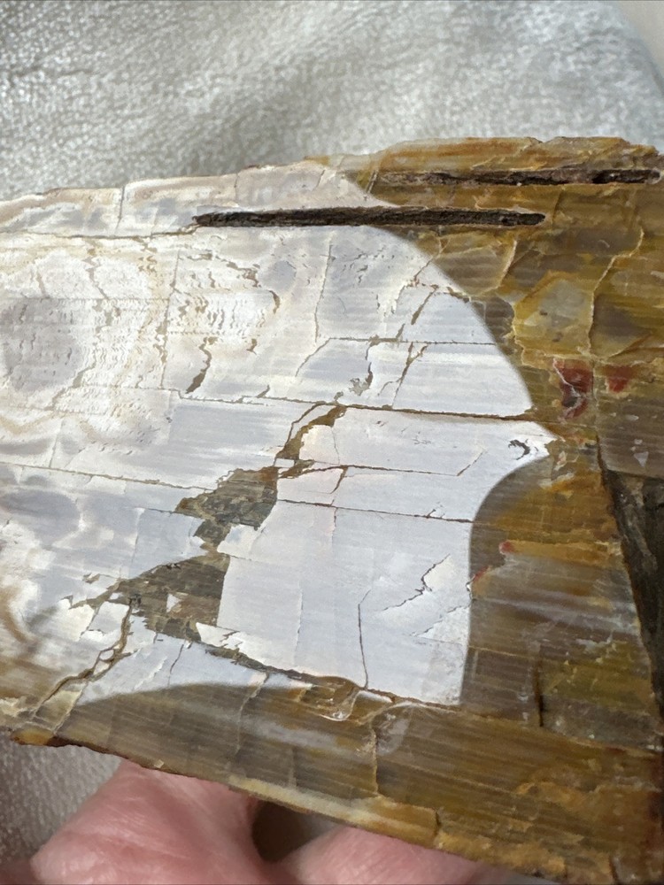 Petrified Wood