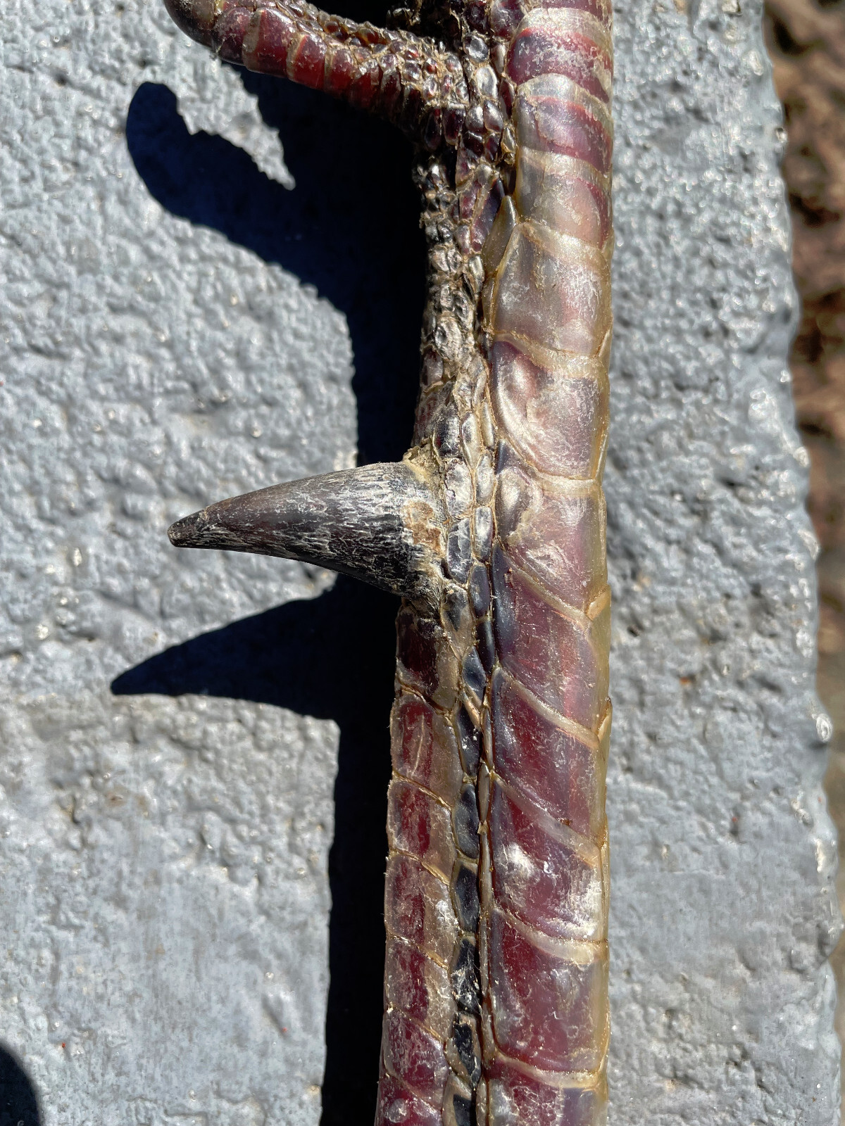 Taxidermy, One Pair 2 EASTERN WILD TURKEY-FEET -Log Cabin,Native American Crafts