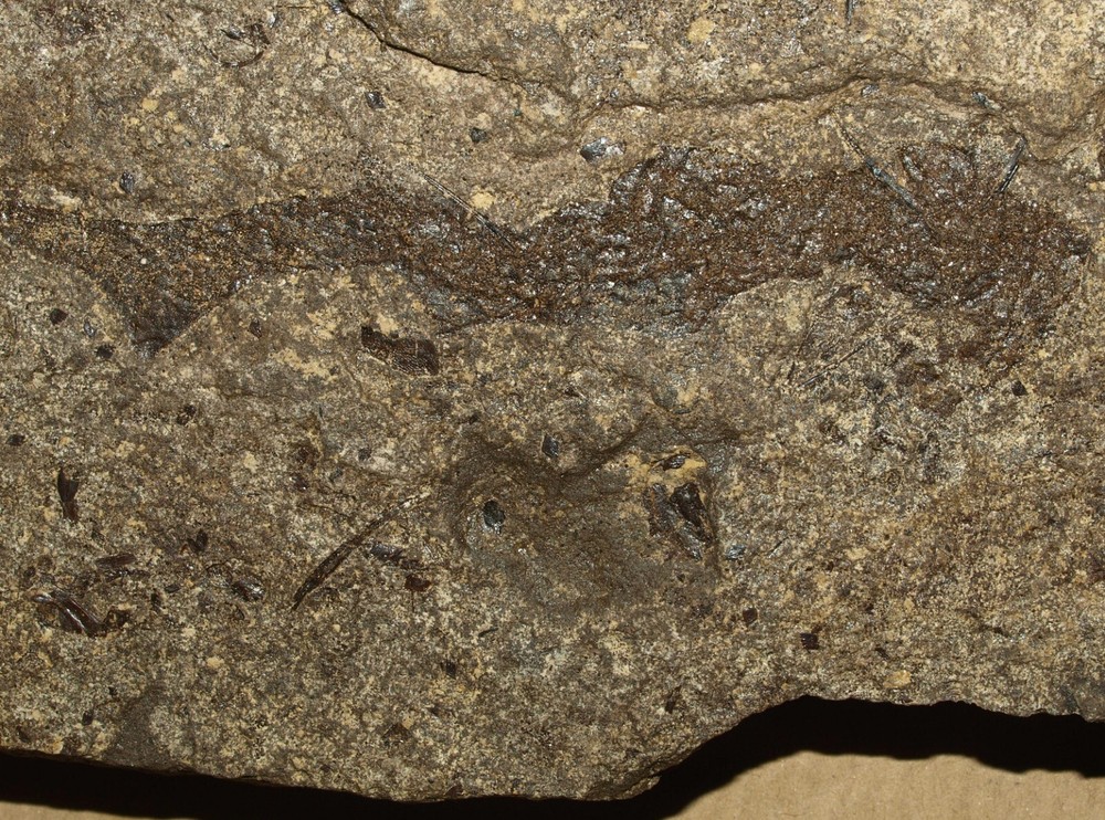 PAIR Paleozoic "Spiny sharks" -Acanthodes lopatini