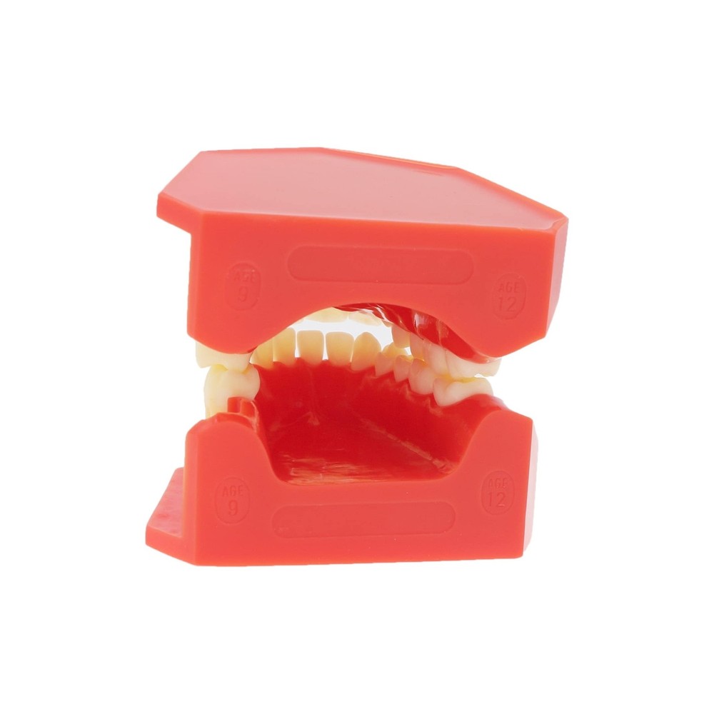 Teeth Typodonts Dental Model #7013 - Teeth Eruption Development Model Alterna...
