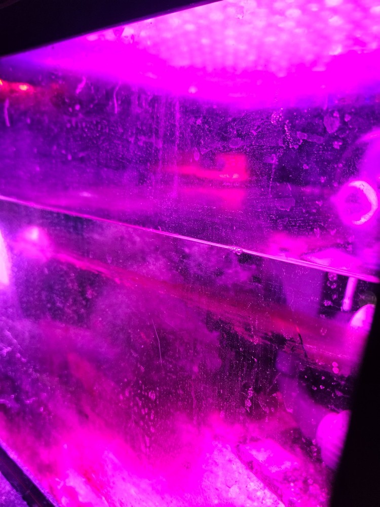 2 Cup Chaetomorpha Macro Algae Super Chaeto FEDEX 2 Days ! 1.25 oz
