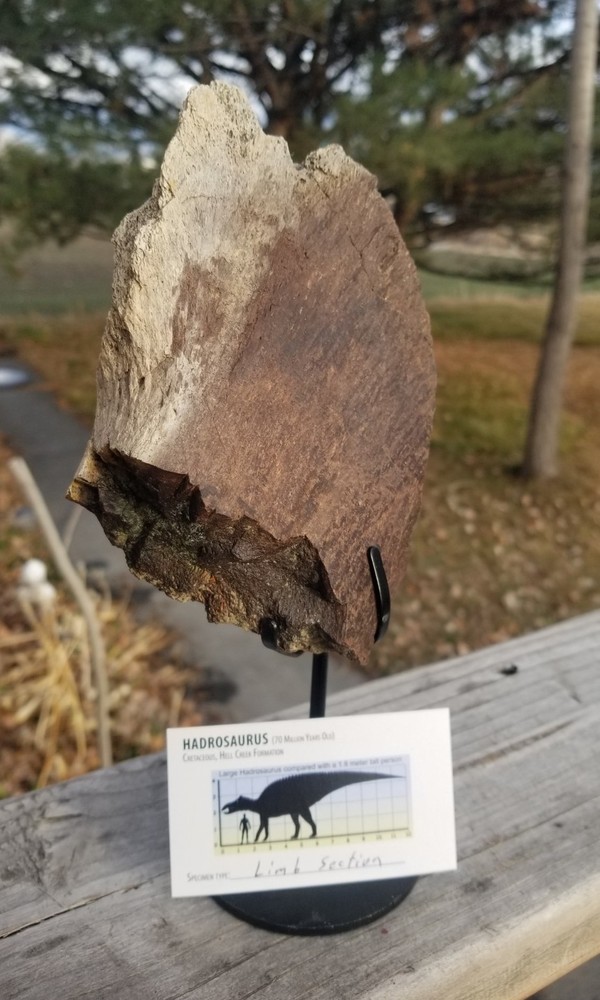 Nice Hadrosaurus Edmontosaur Vert Process Fossil Specimen Cretaceous Hell Crk MT