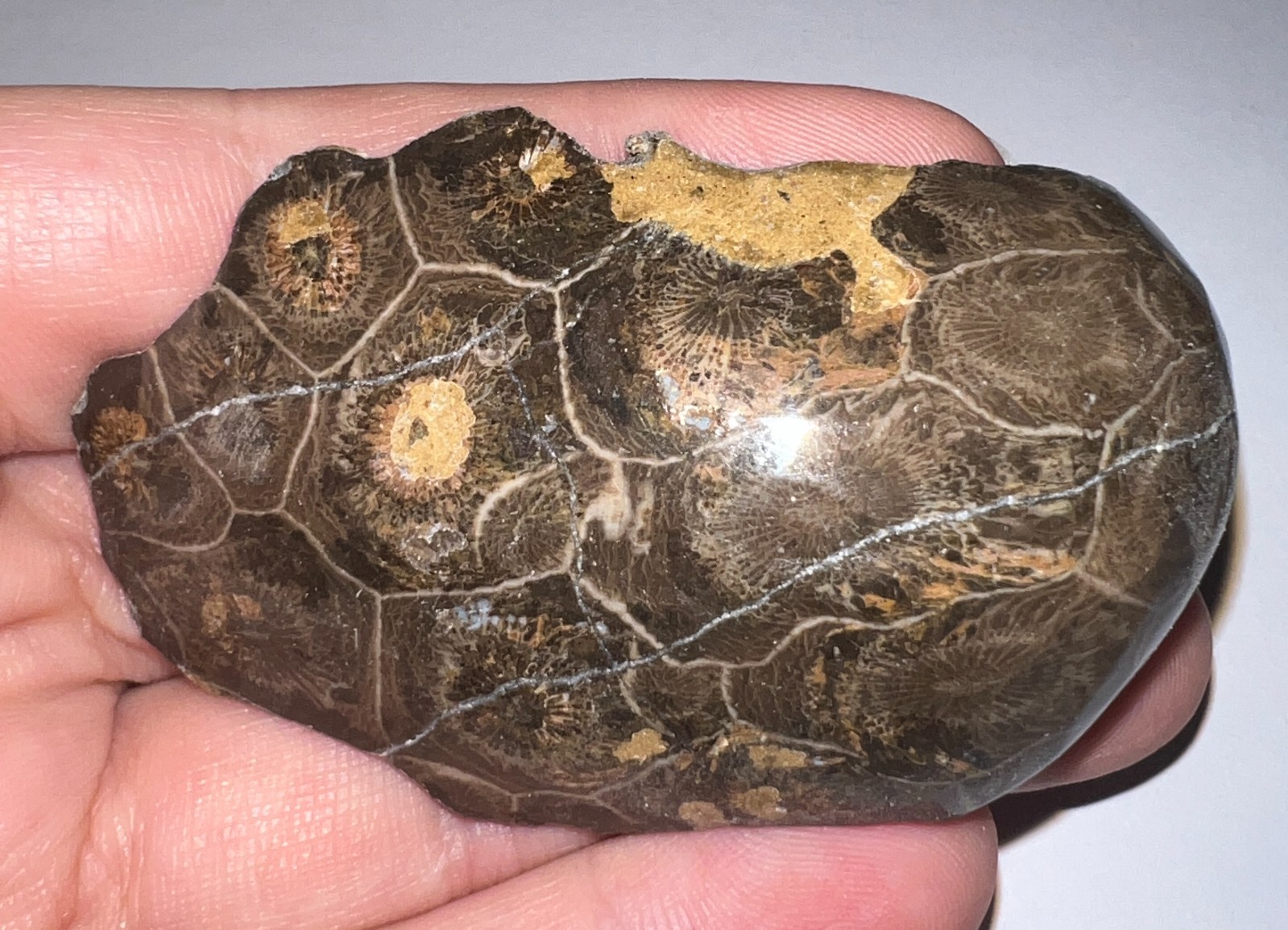 Moroccan Pre Dinosaur Fossil Polished Coral Lot 3 Inches One Per Order