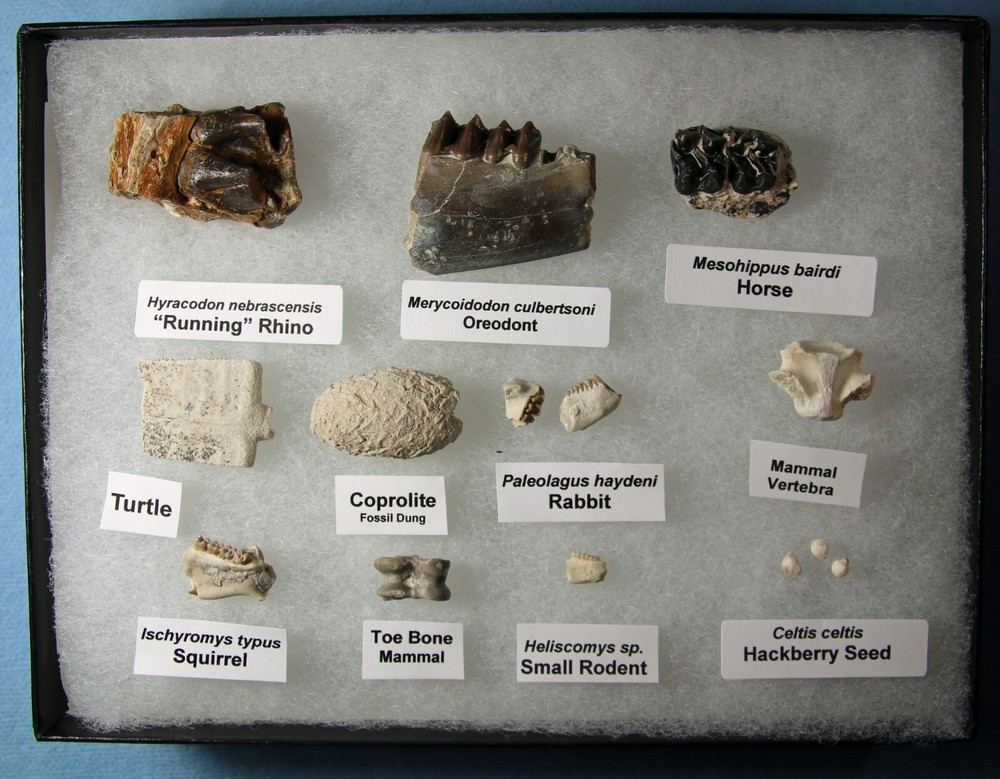 Badlands Fossil Collection – Oligocene, 11 Different