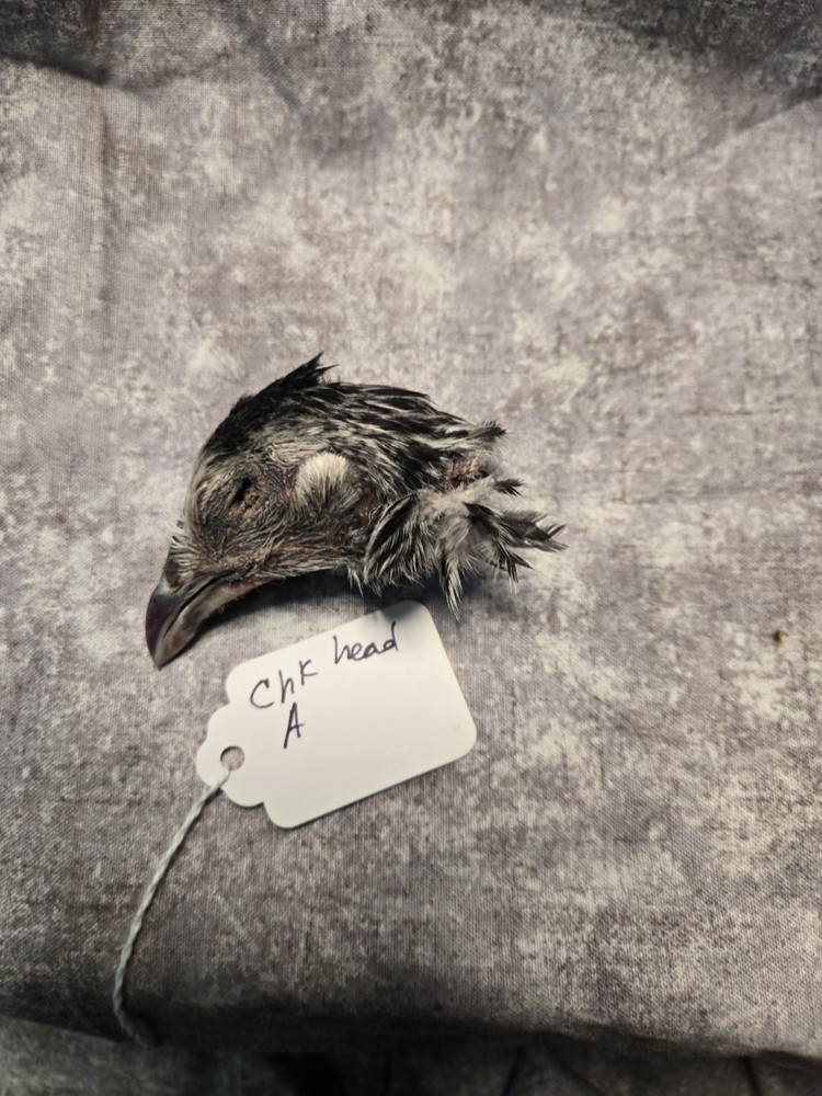 1 Dried Chicken Head A