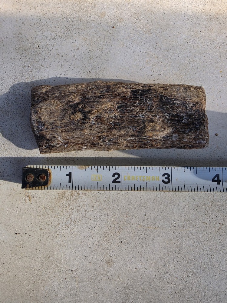 HUGE Archelon Protostega Carapace Piece Cretaceous Turtle TX
