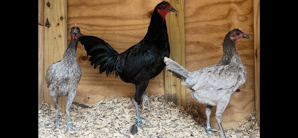 Assorted Large Fowl Hatching Eggs—Exhibition Line
