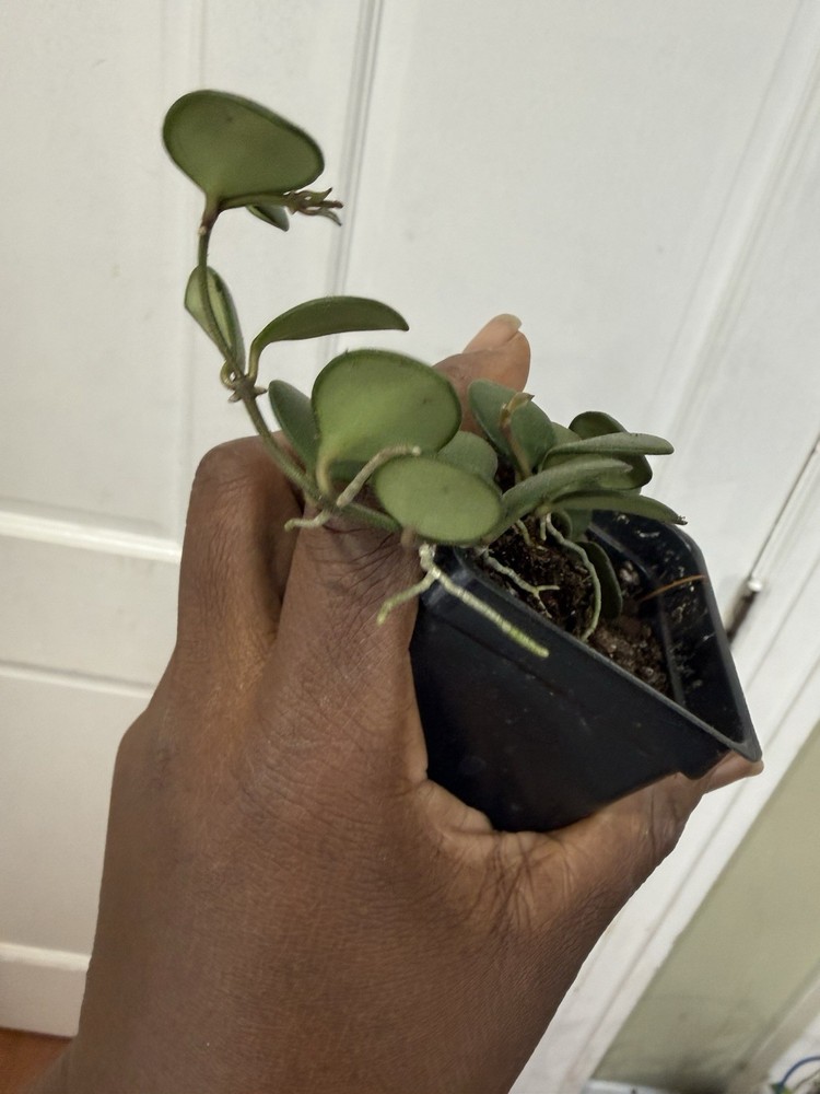 Hoya Carmalae Rare Plant