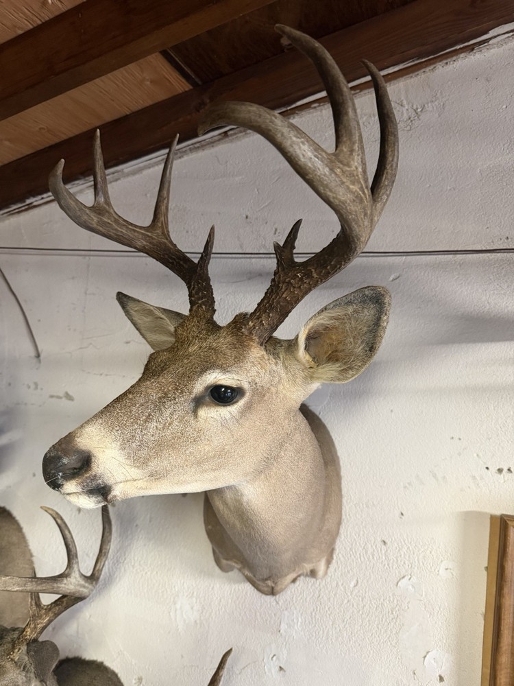 9 point Coues Whitetail Deer
