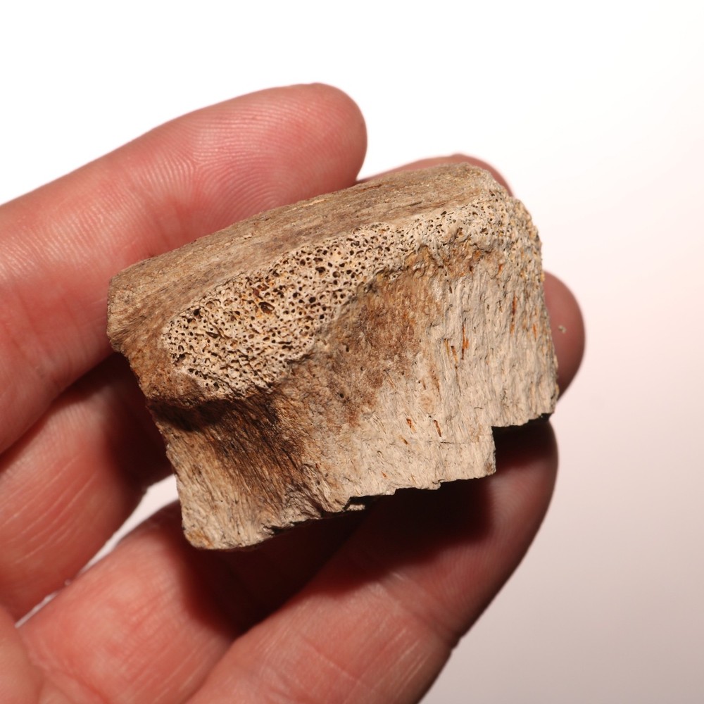 Dinosaur Vertebrae Partial Great Texture - CRETACEOUS Hell Creek Formation NICE