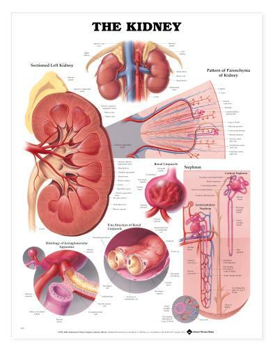 KIDNEY Laminated Wall Chart 20" x 26" Classroom/Professional LFA #99951