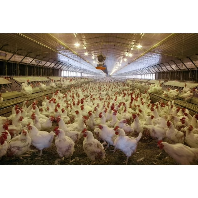 Dolomite Garden Lawn Barn Lime PURE Organic Worm Pulverized HI-Calcium Magnesium