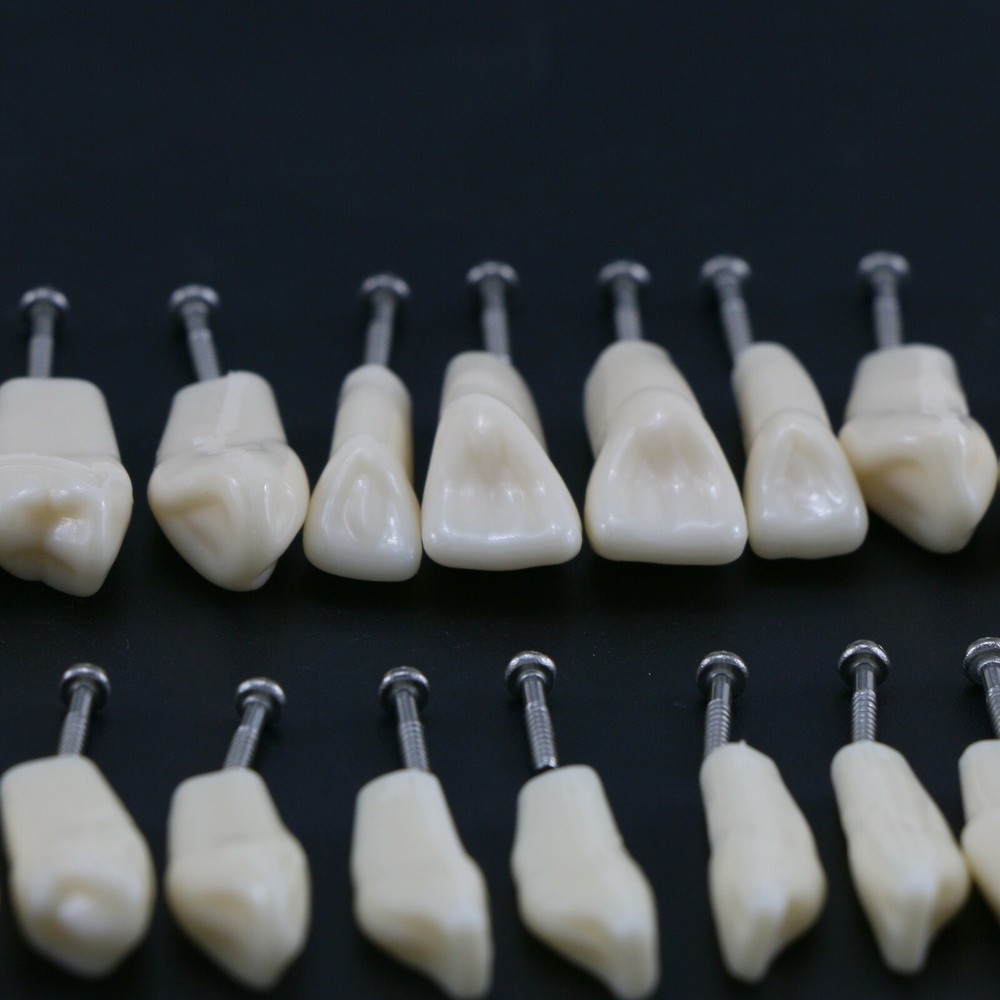 28Pcs Replacement Teeth Upper Lower For Typodont Teeth Model Frasaco AG3 Type US