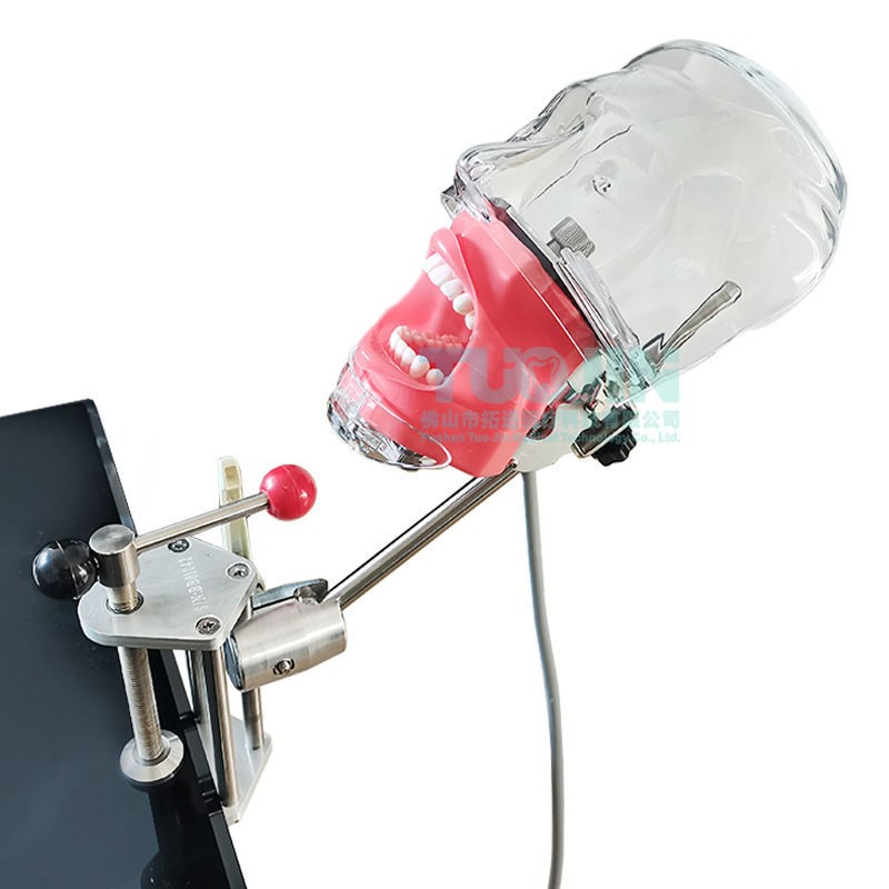 Dental Simulator Manikin Phantom Head Model Training Model Installing on Table