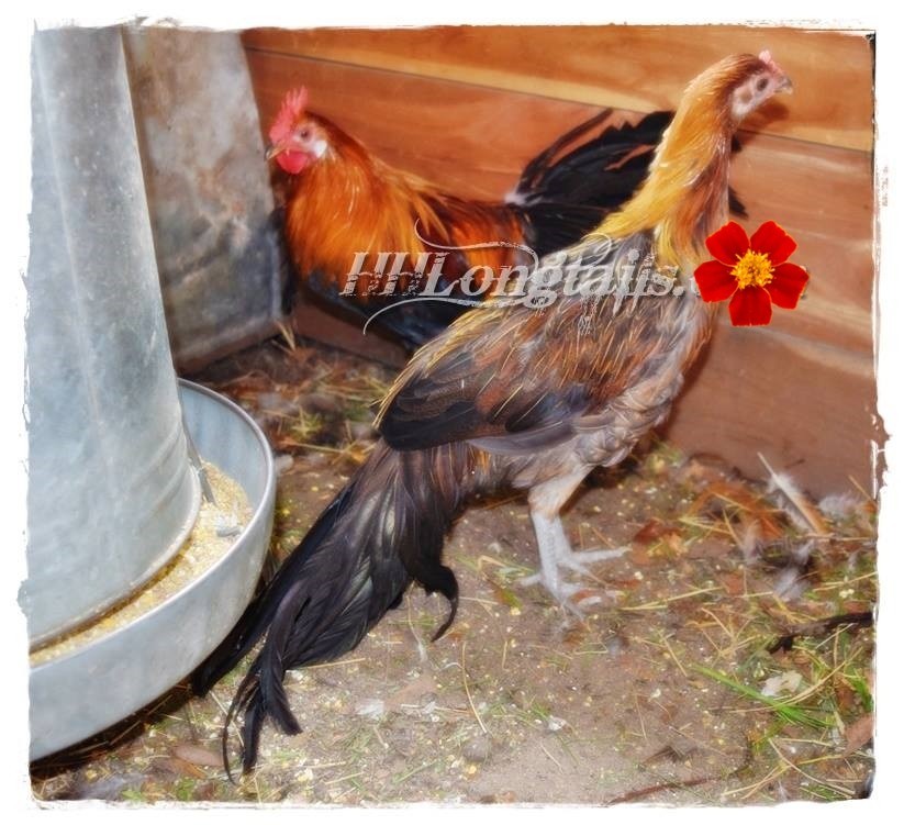 6+ BBRED Black Breasted Red Phoenix longtail Chicken hatching eggs SHOW QUALITY
