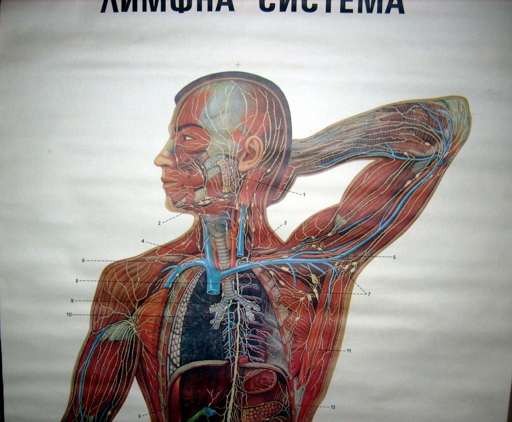 VINTAGE FULL BODY LYMPHATIC SYSTEM EDUCATIONAL PULL DOWN WALL CHART ANATOMY