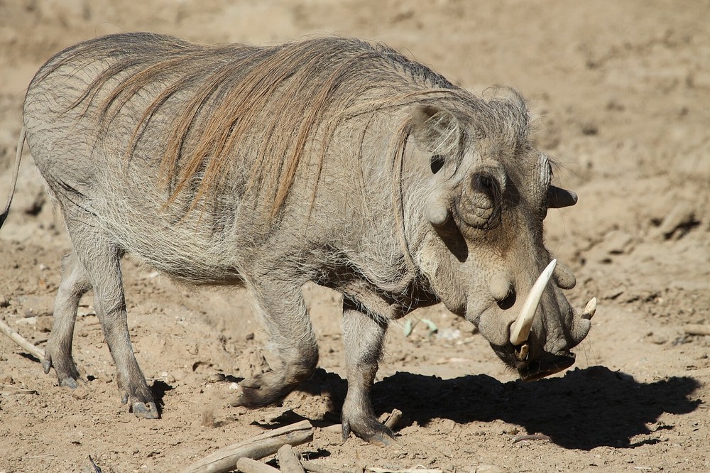 Warthog Taxidermy Reference Photo Cd