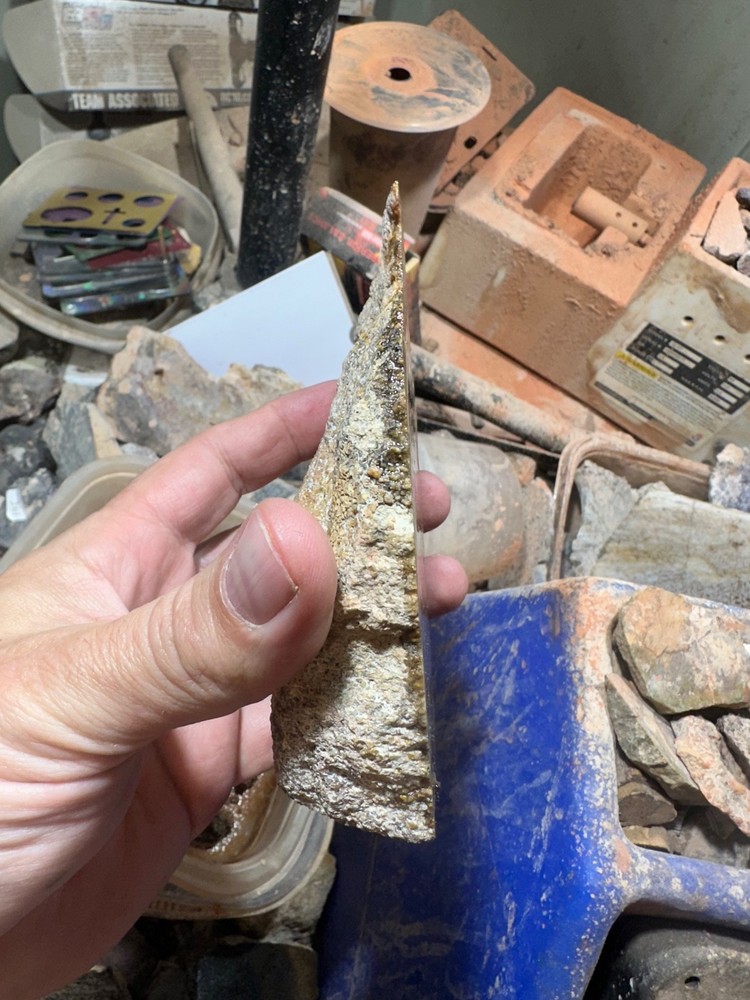 Dinosaur bone rough **hxtled end cut.