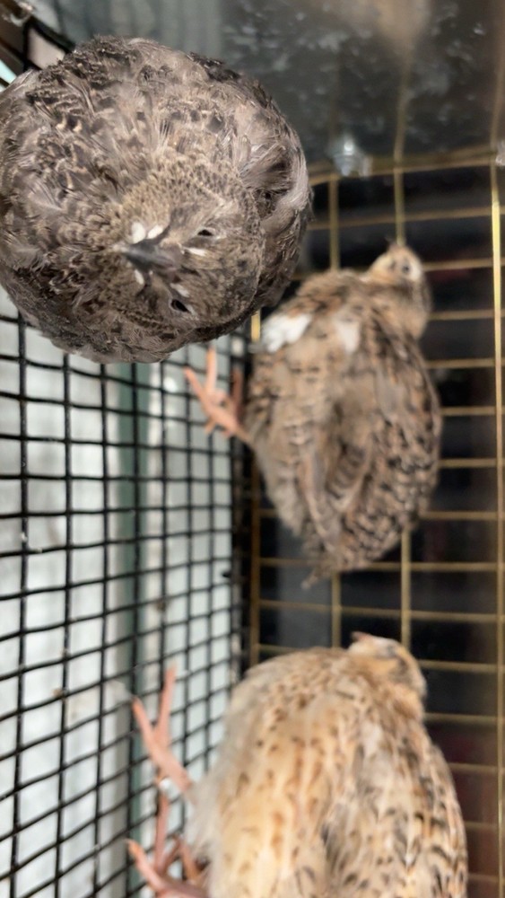 Coturnix hatching eggs unique colors 15 hatching eggs
