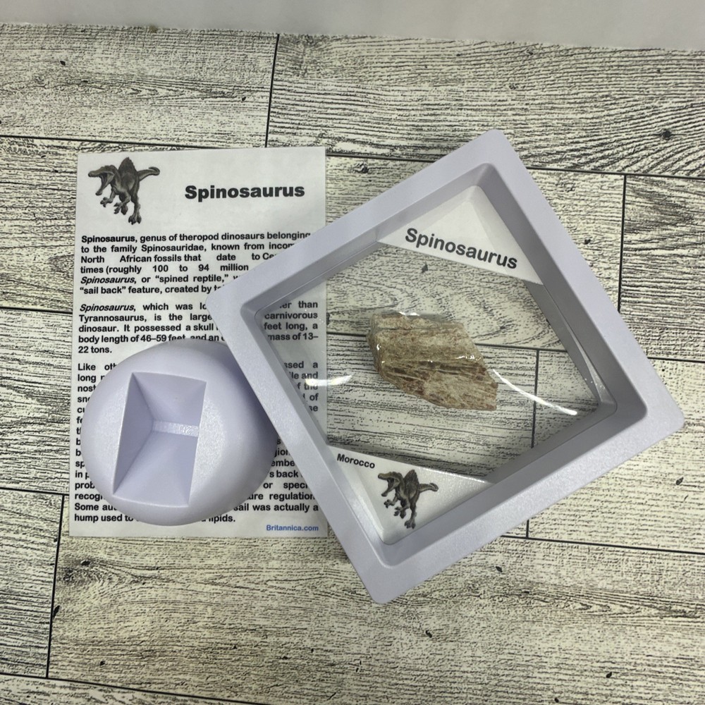 Spinosaurus Extinct Dinosaur Bone Fossil in Display Case