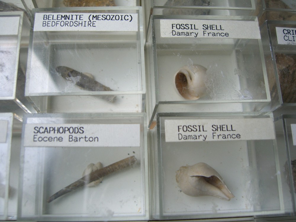 Fossils collection, mesozoic, cretacious, eocen, cased