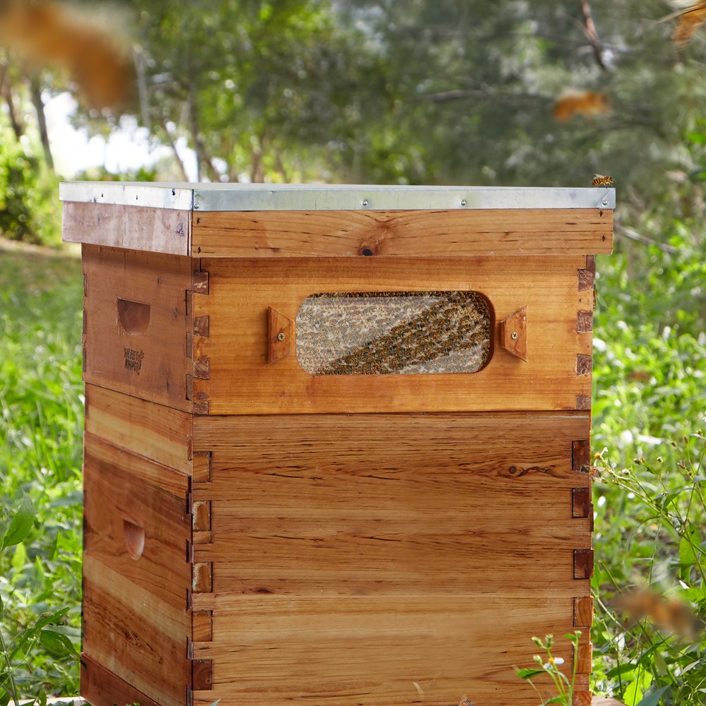 Medium Super Waxed Box with Window, 10 frames and 10 Yellow Foundations