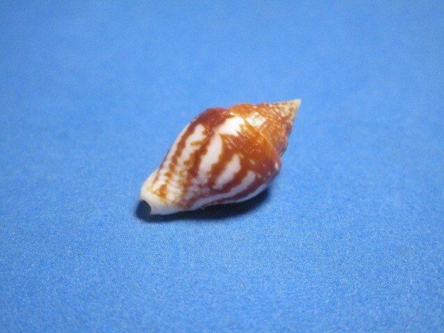 Columbella strombiformis Lamarck, 1822 "STRIATED!" (22.5mm)