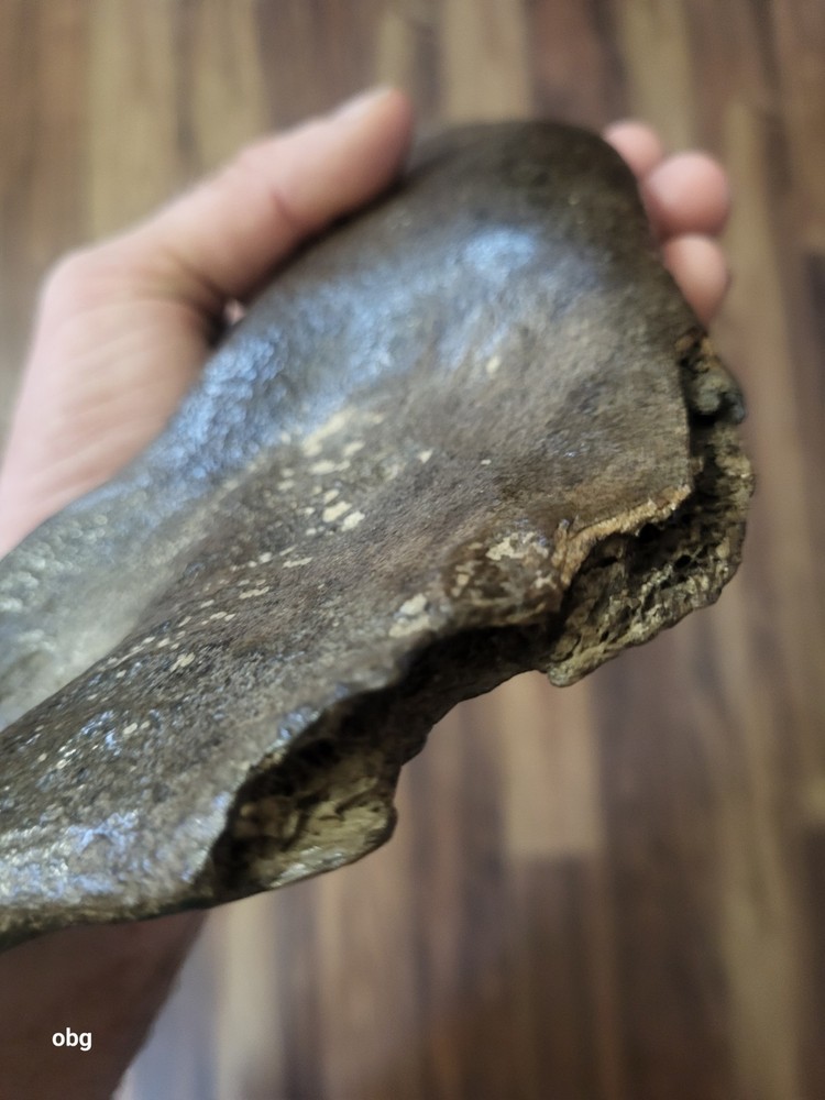 Historic Bison lower jaw bone buffalo