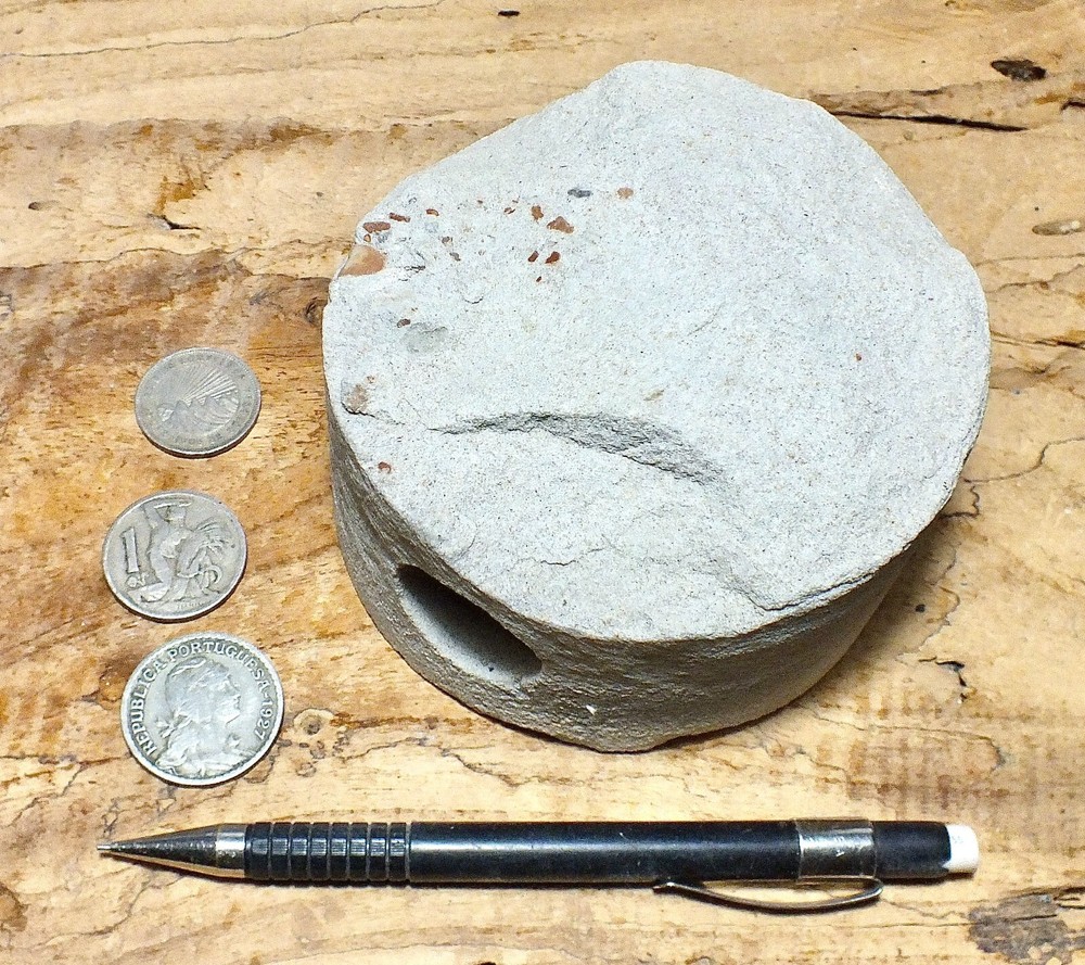 sandstone - 4" diameter oil well core section from the Stevens Sand