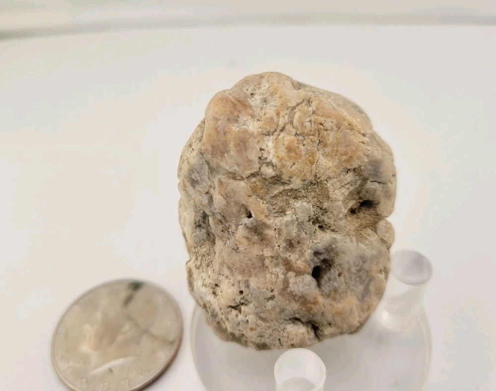 Real Permineralized Reptile Egg Fossil
