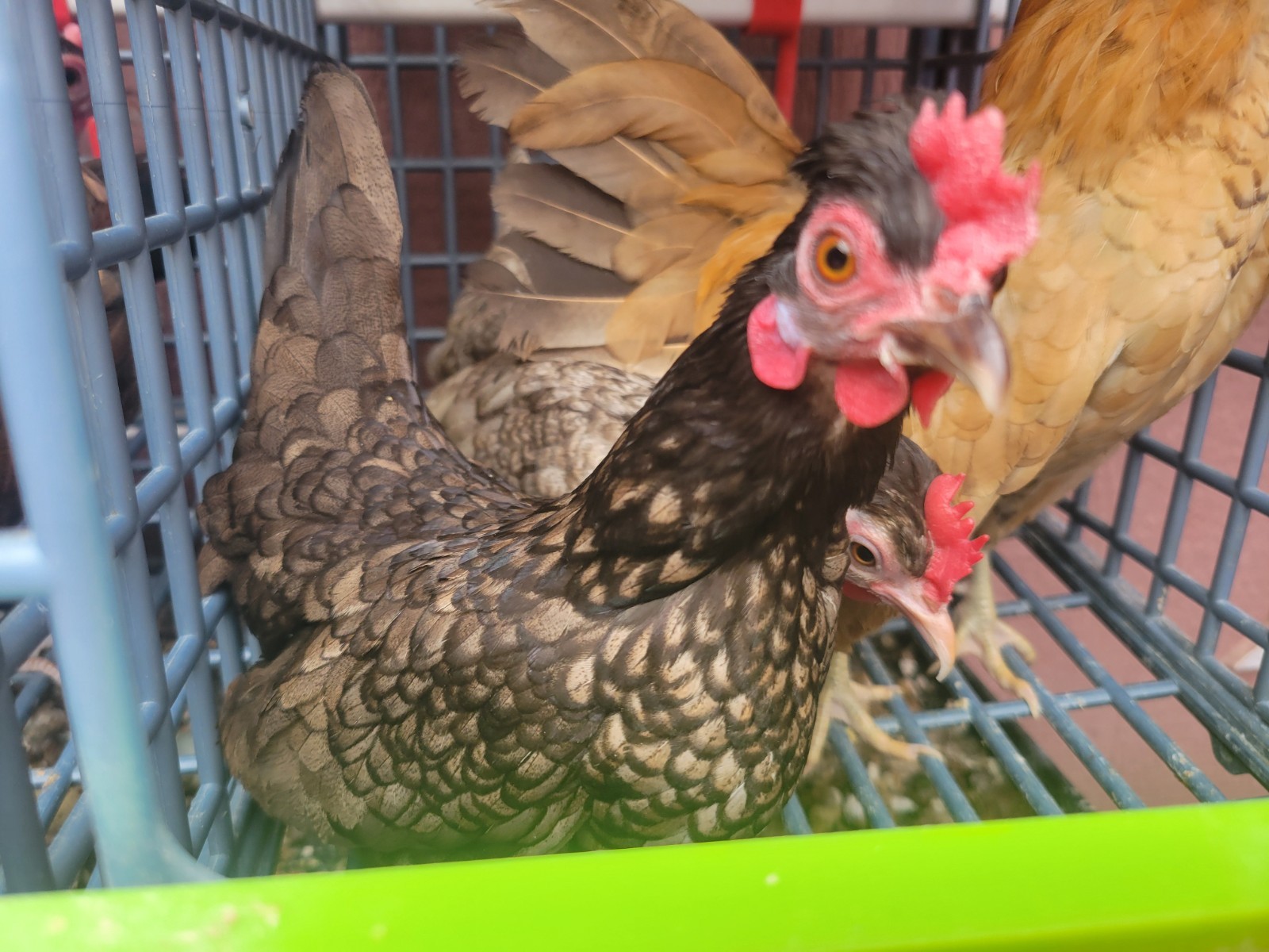 High-End Kikiriki Hatching Eggs – 6 Count (Extras Included When Available)