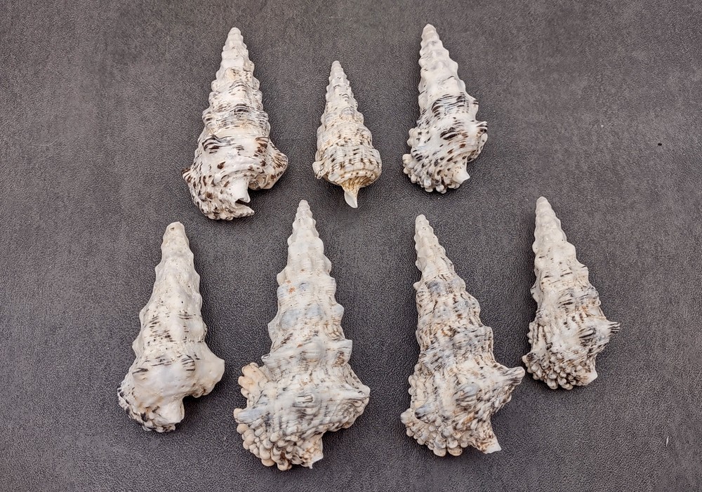 Knobby Cerithium Seashells White Black (3 shells approx. 2+ inches)