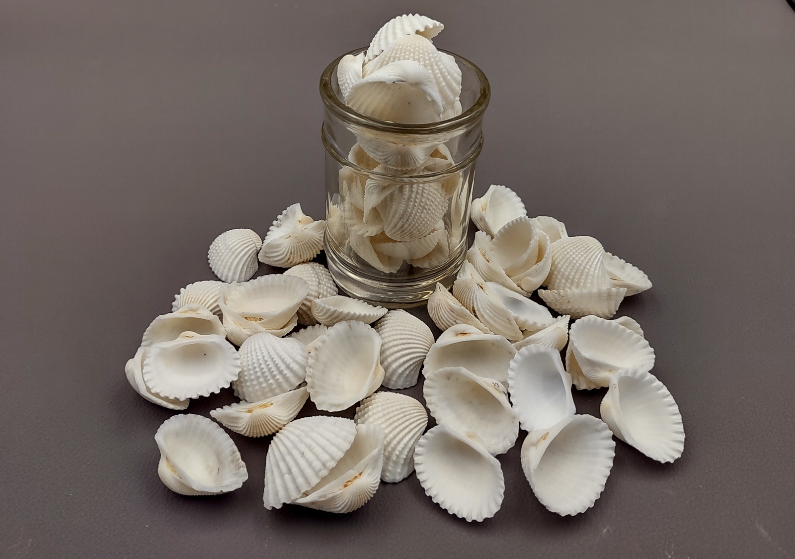 White Ark Clam Seashells Tegillarca Granosa (approx. 20+ shells 1+ inches)