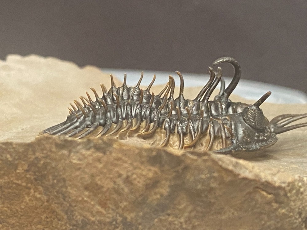 walliserops hammii & phacops