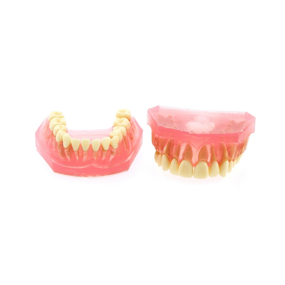 Dental Typodont Practice Removable Standard Teeth Model M7008 with Spare Teeth