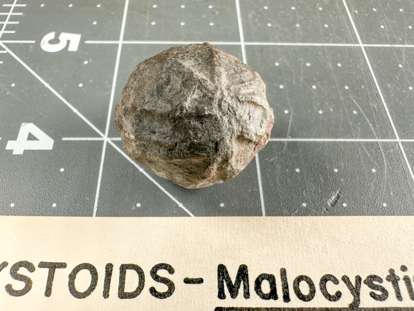 ➤ 7/8 Inch CYSTOID Fossil Specimen - Isle of Montreal Canada VIDEO➤159