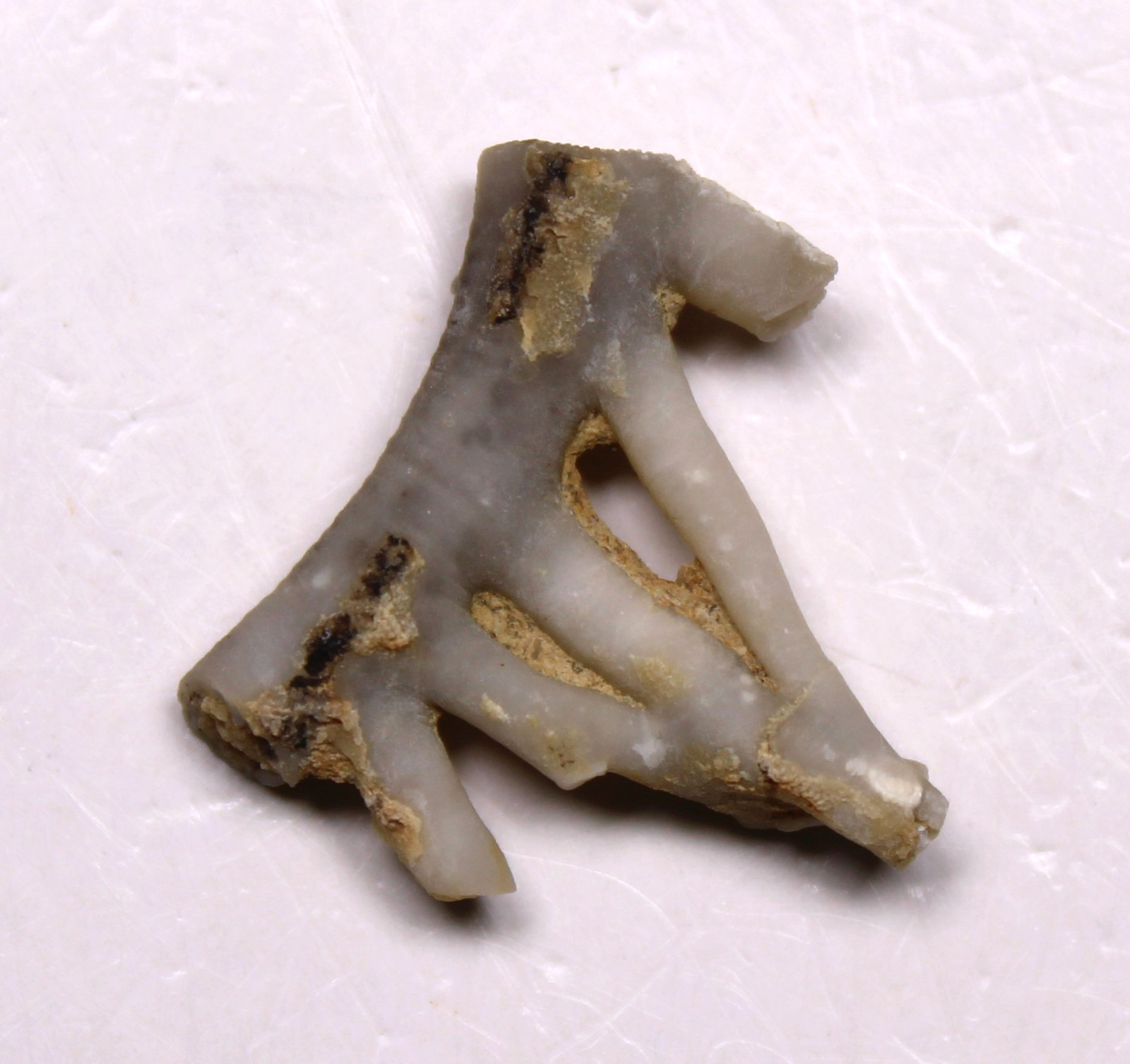 Crinoid Stem with Cirri - Silurian Brownsport Formation Tennessee