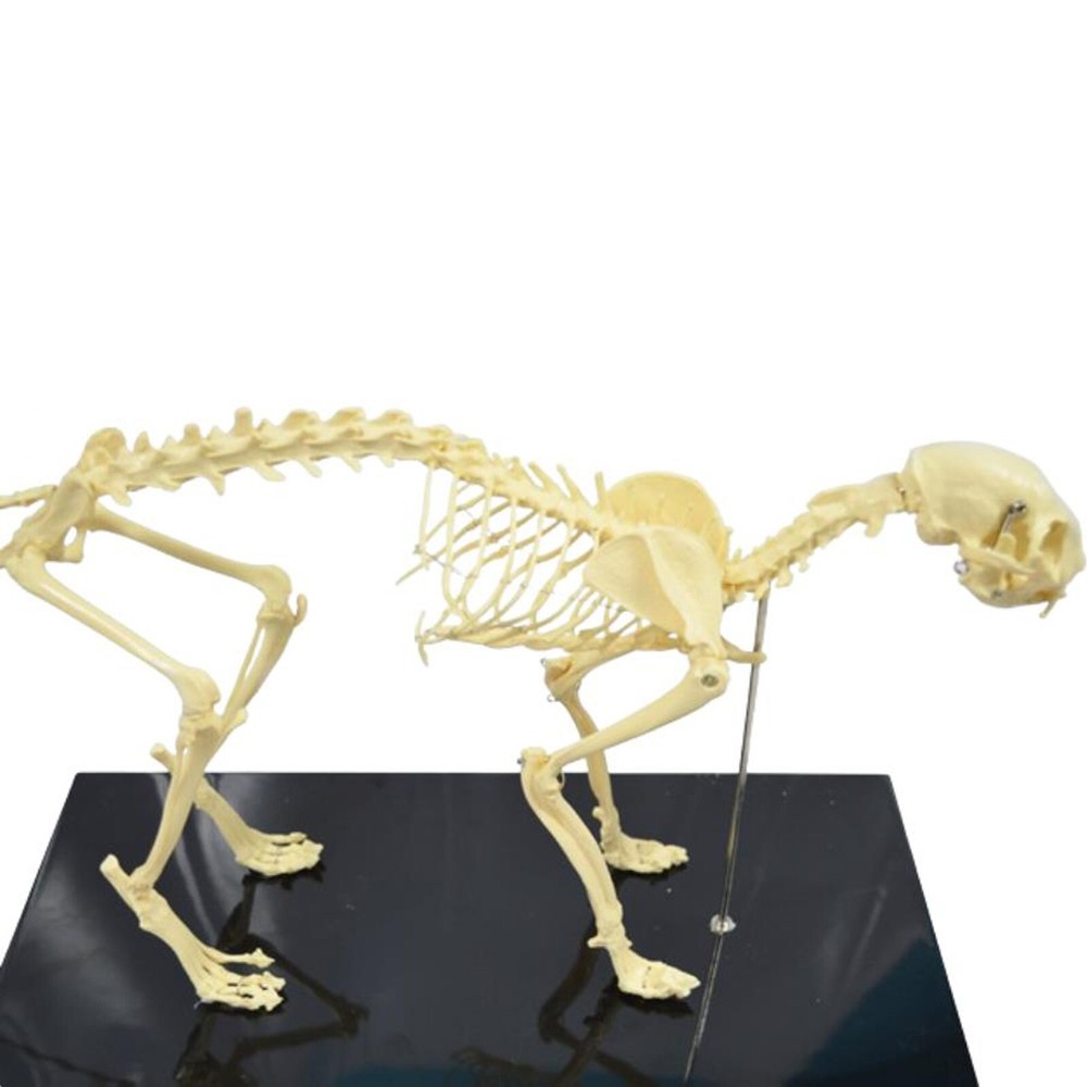 Feline Skeleton Anatomical Model Standard Size PVC Cat Skeleton Teaching Model