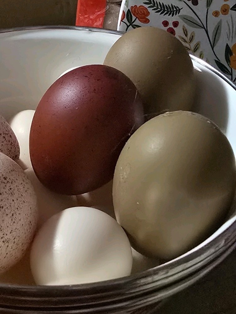 One Dozen Dark Layer Eggs