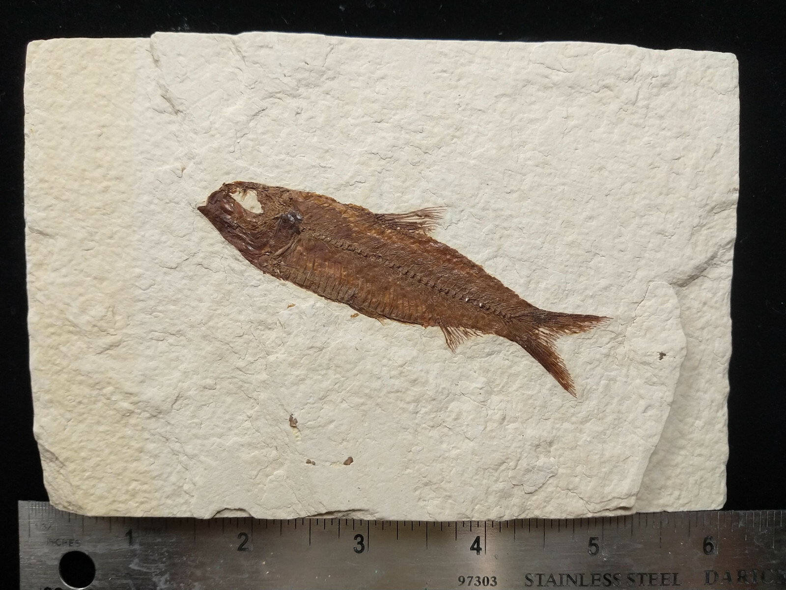 A Grade Knightia eocaena Fossil Fish Green River Formation Wyoming