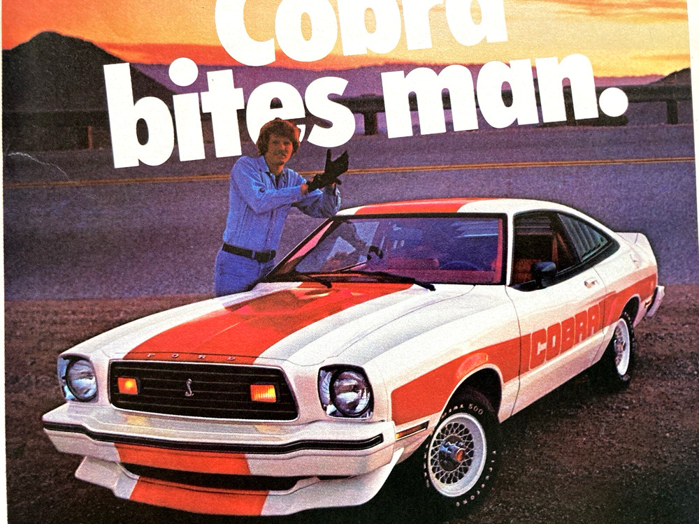 1978 Ford Mustang Cobra Print Ad Bites Man Both Live