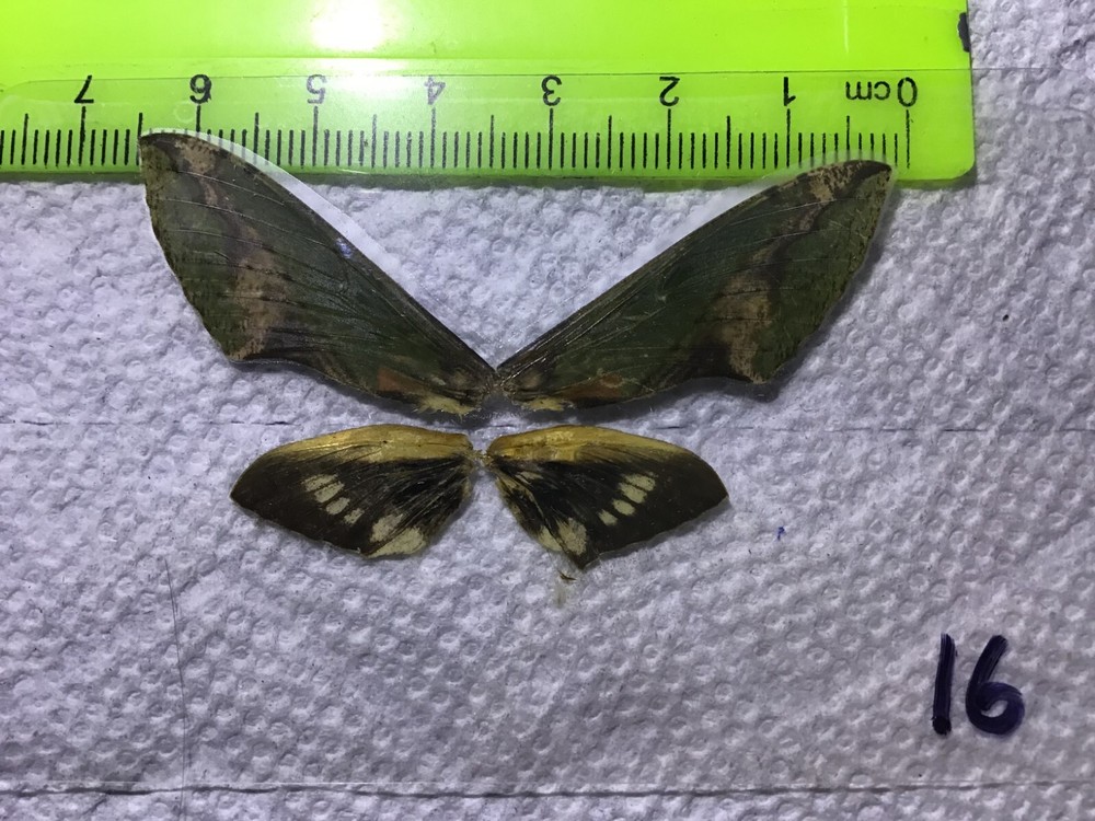 LPSP  16  A+/ A    Sphingidae  Moths