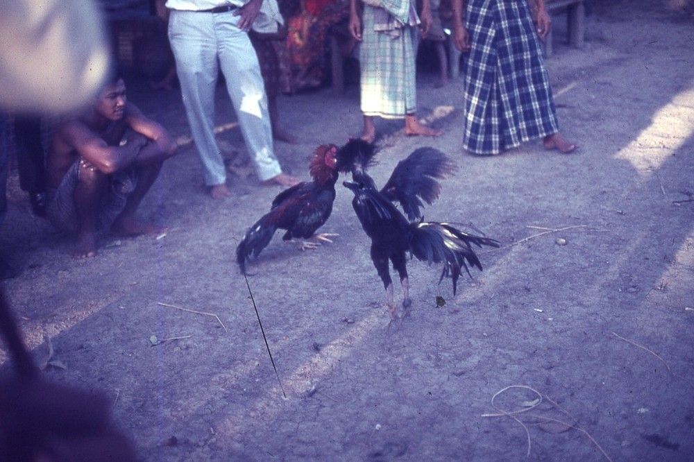 1965 dated 35 MM SLIDE PHILIPPINES COCK FIGHT #2