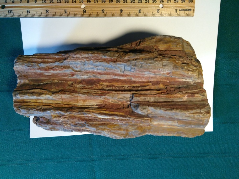 Petrified Wood Rough- Over 7-1/2 lbs.