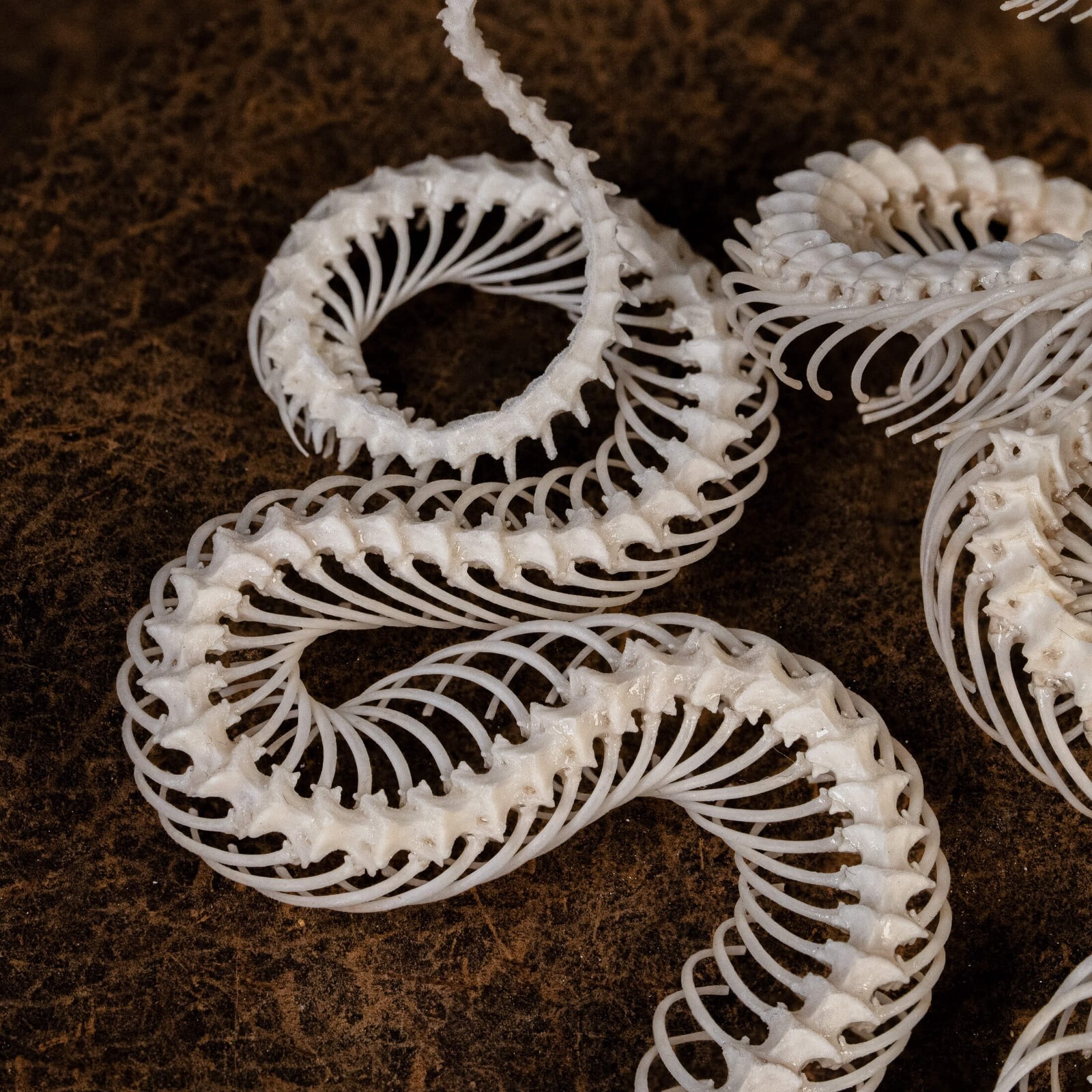 Real Snake skeleton taxidermy in attack pose, snake bone collectibles