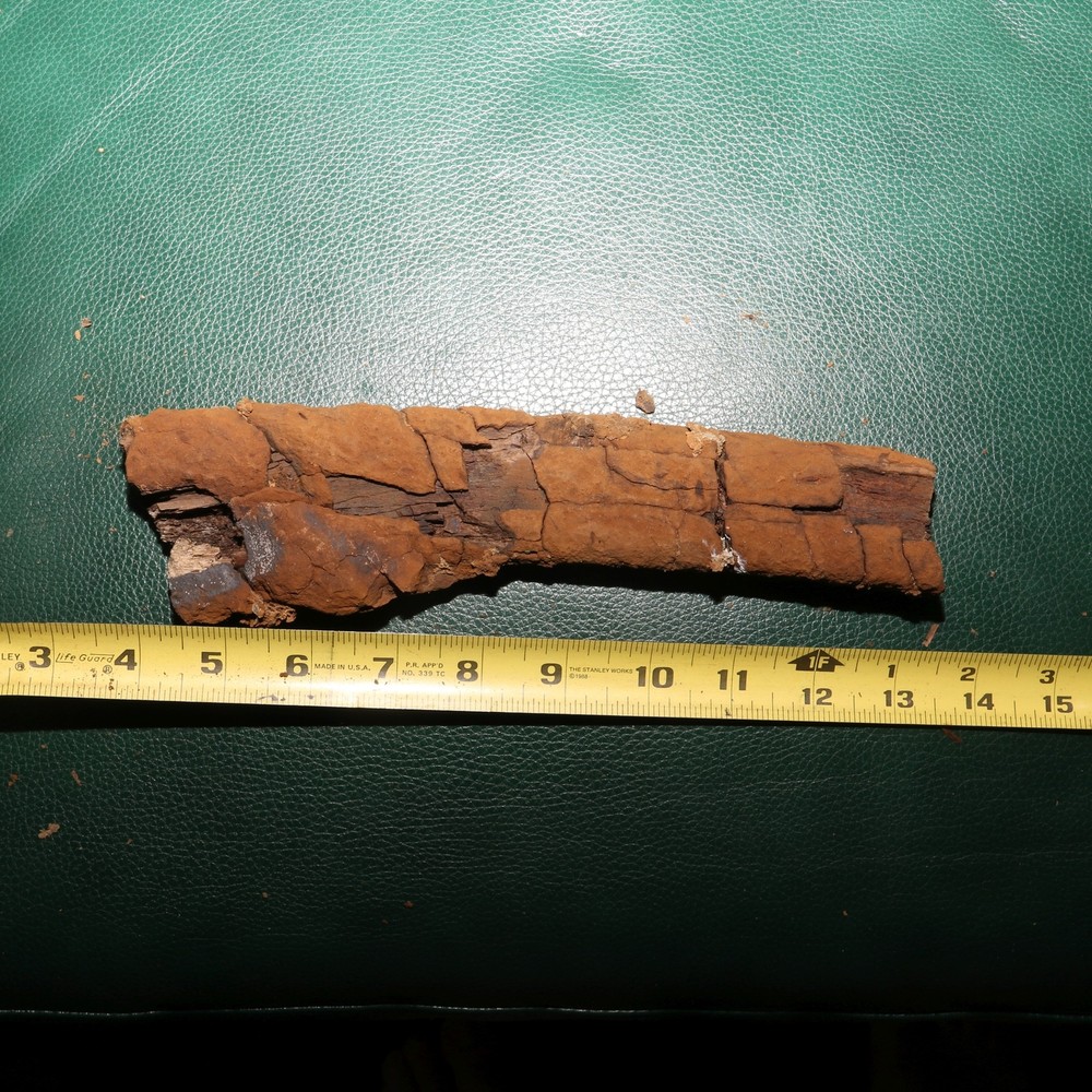Nice DINOSAUR RIB Section - Authentic Fossil Hell Creek Formation Specimen